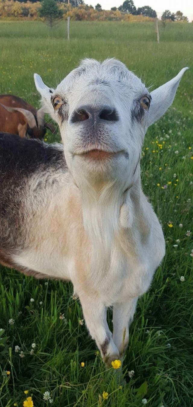 Floyd the Apline goat.